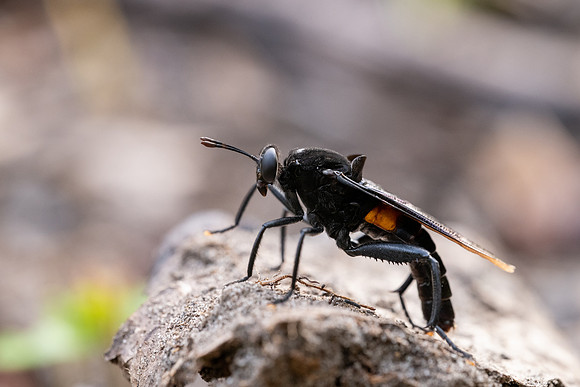 Clubed Mydas Fly