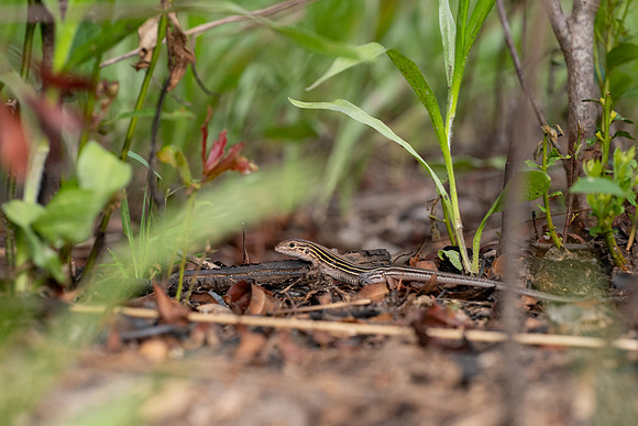 Six-lined Racerunner