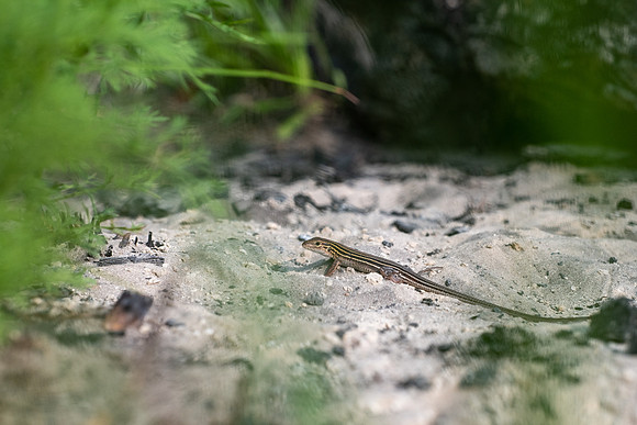 Six-lined Racerunner
