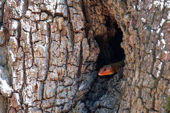 Broad-headed Skink