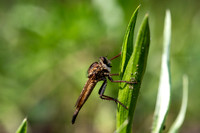 Robber Fly