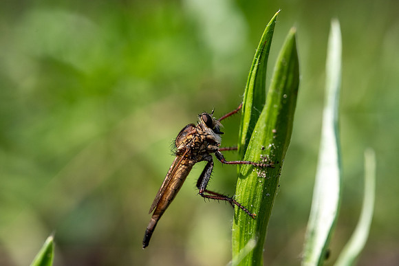 Robber Fly
