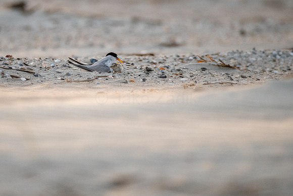 Least Tern and Chick