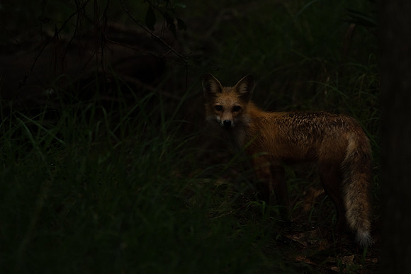 Red Fox