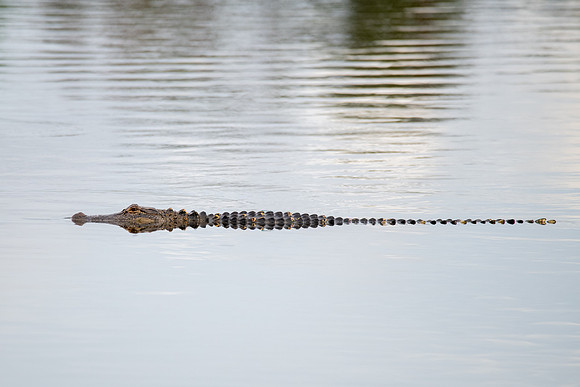 American Alligator