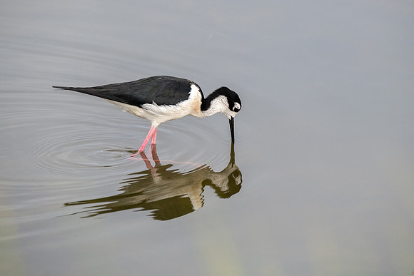 Black-necked Stilt