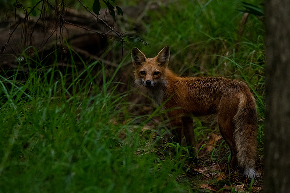 Red Fox