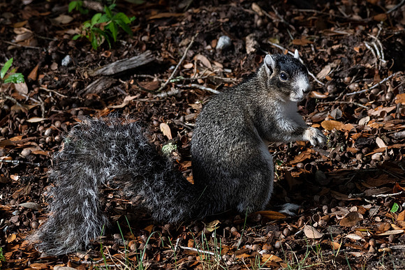 Fox Squirrel