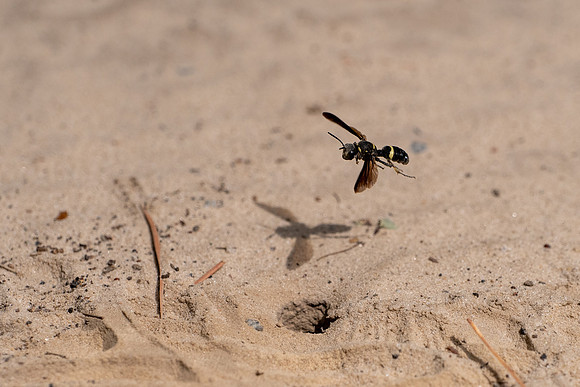 Smokey-winged Beetle Bandit