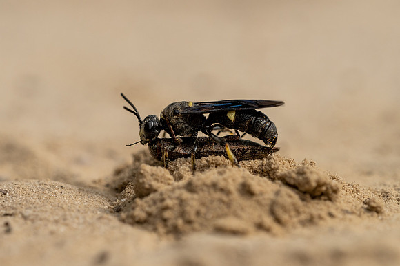 Smokey-winged Beetle Bandit