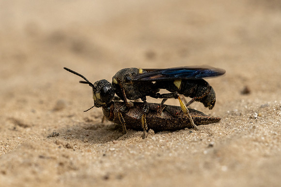 Smokey-winged Beetle Bandit
