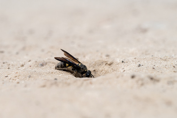 Smokey-winged Beetle Bandit