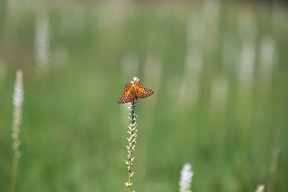 Variegated Fritillary