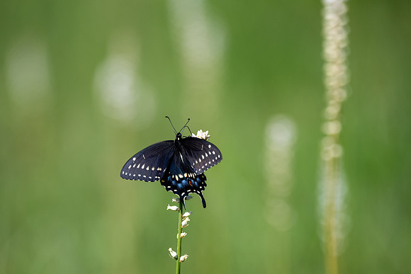 Eastern Black Swallowtail Butterfly