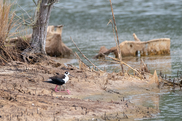 Black-necked Stilt covering young