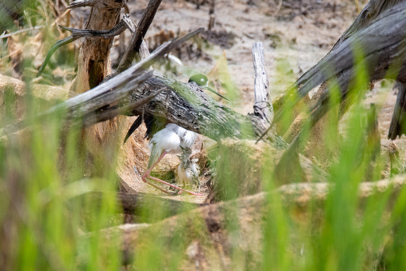 Black-necked Stilt covering young