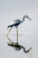 Little Blue Heron immature