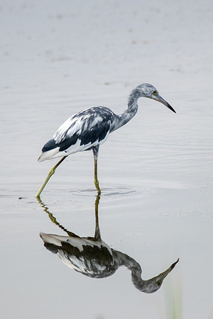 Little Blue Heron immature