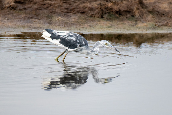Little Blue Heron immature