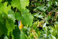 Northern Parula