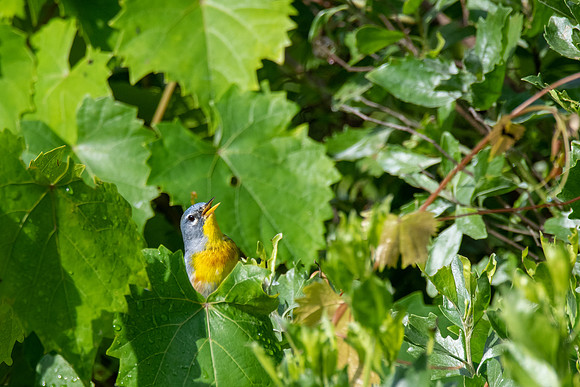 Northern Parula