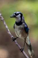 Blue Jay
