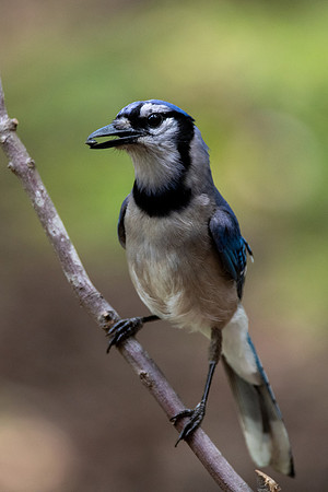Blue Jay