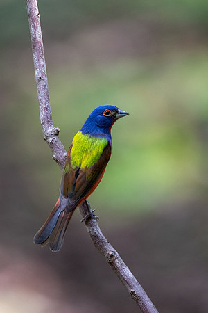 Painted Bunting