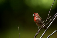 House Finch Male