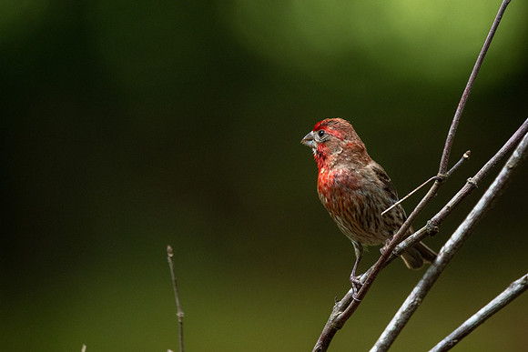 House Finch Male