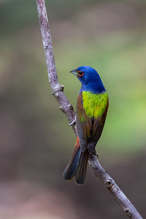Painted Bunting