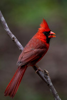 Northern Cardinal Male