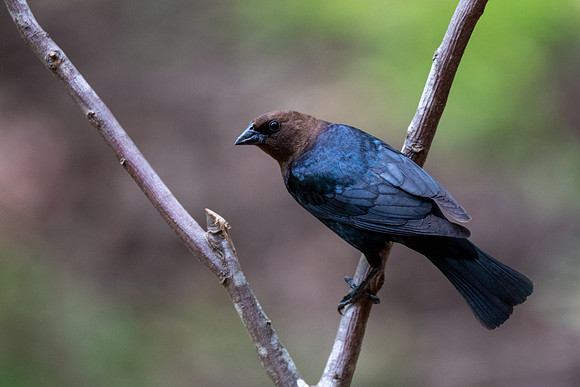 Brown-headed Cowbird