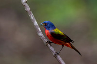 Painted Bunting