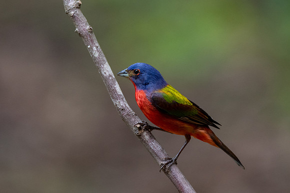 Painted Bunting