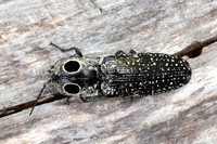 Eastern Eyed Click Beetle