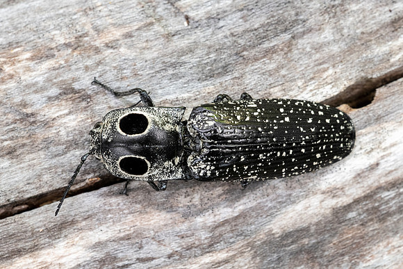 Eastern Eyed Click Beetle