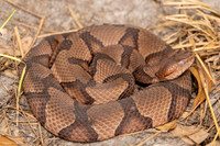 Copperhead