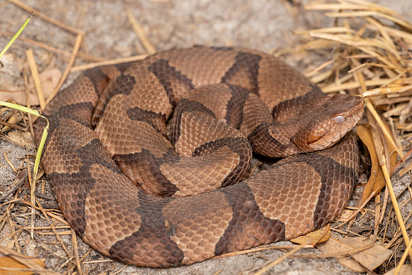 Copperhead