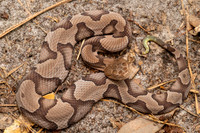 Copperhead Juvenile