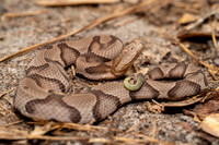 Copperhead Juvenile