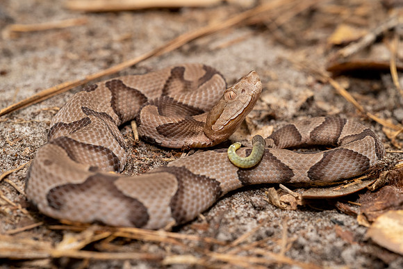 Copperhead Juvenile