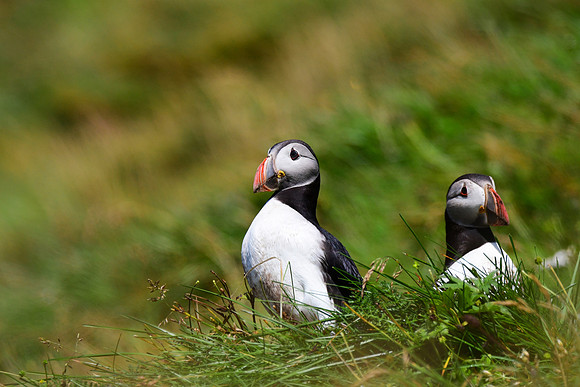 Atlantic Puffins