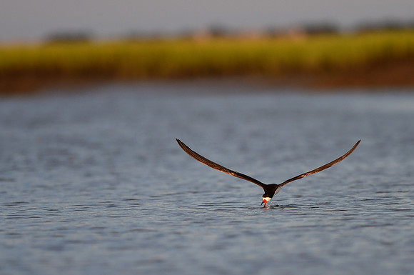 Black Skimmer