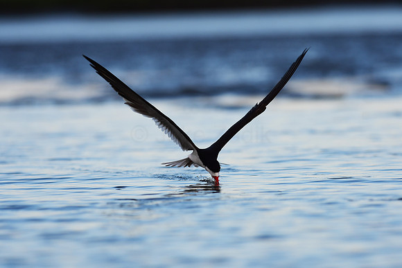 Black Skimmer