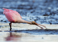 Roseate Spoonbill