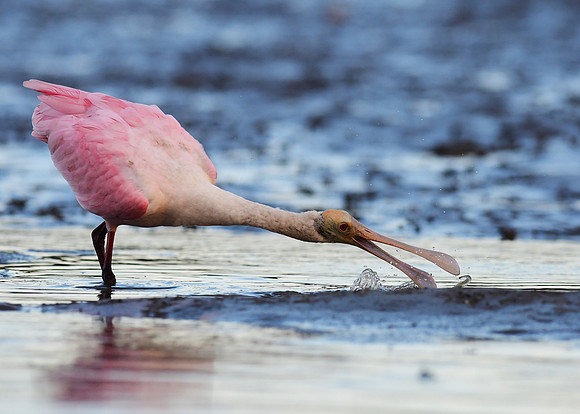 Roseate Spoonbill