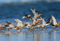 Red Knots