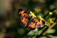 Pearl Crescent