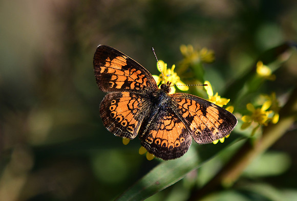 Pearl Crescent